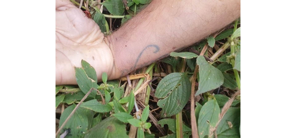 Homem é encontrado morto em plantação de milho na MT-140