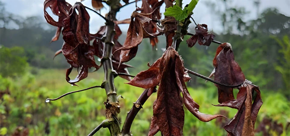 Indea capacita técnicos para impedir entrada em MT de fungo que afeta plantações de mandioca