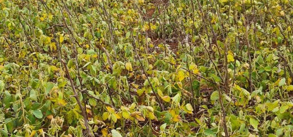 87% dos produtores de MT não conseguem cobrir o custo total da soja