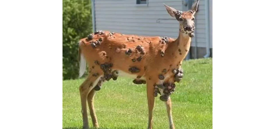 Depois de coelhos com ‘chifres’ e esquilos com ‘verrugas’, cervos são avistados com múltiplos furúnculos