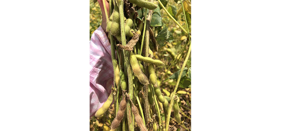 Cientistas avaliam fungicidas e cultivares para combater a podridão de grãos na soja