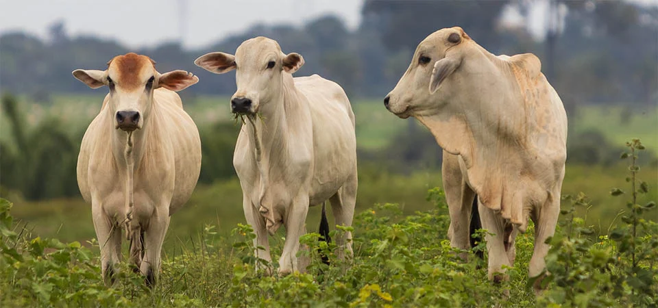 Abate de fêmeas alcança maior patamar da série histórica em Mato Grosso