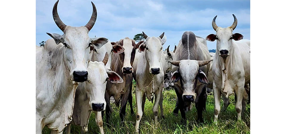 Campanha de atualização de estoque de rebanhos começou na sexta-feira (01) em MT