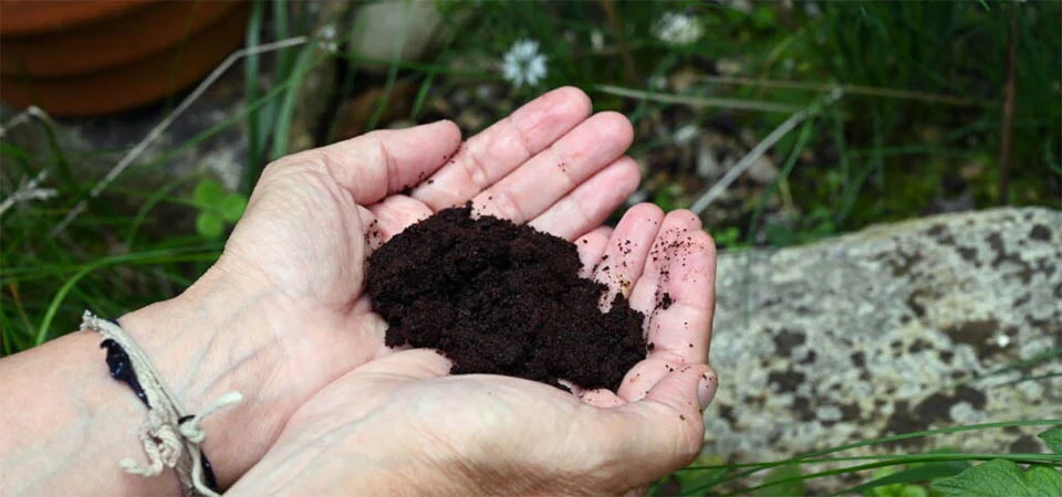 Se você tem borra de café usado, não jogue fora, você possui um tesouro em casa