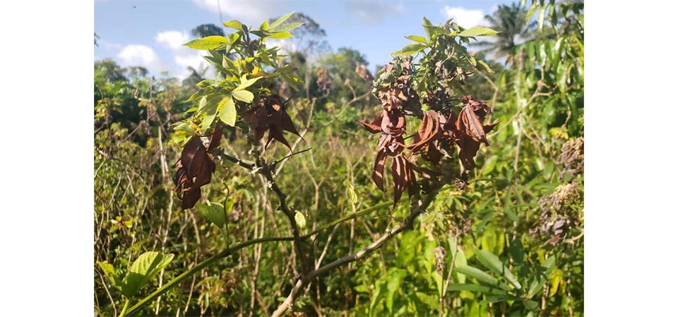 Indea alerta para sinais da vassoura-de-bruxa em plantações de mandioca e reforça importância da notificação imediata