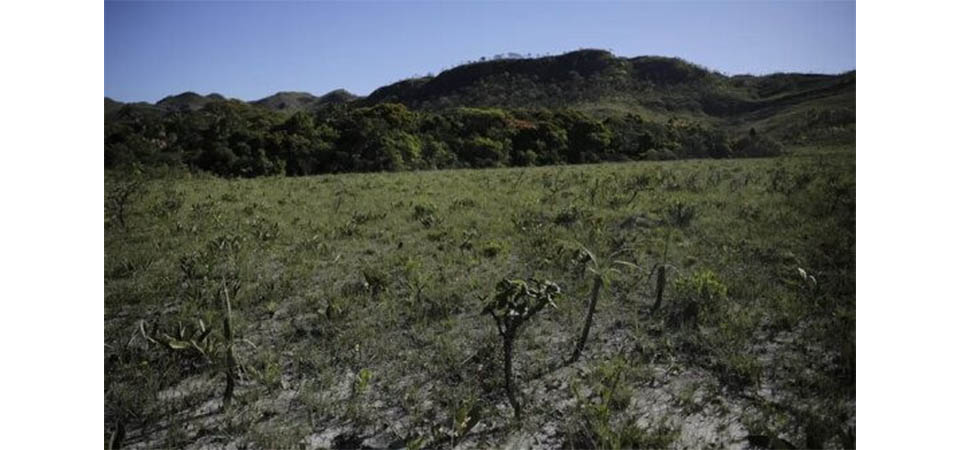 Desmatamento do Cerrado cresce 3% em um ano, Mato Grosso reduziu desmate