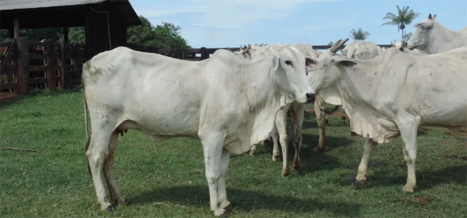AL aprova redução do Fethab para abate de fêmeas e Famato celebra conquista para a pecuária de MT