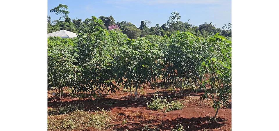 Governo de MT investe em pesquisa com mandioca para fortalecer a agricultura familiar