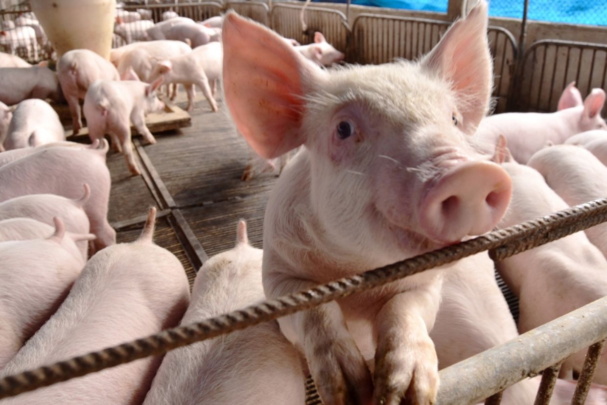 Produtores de suínos estimam prejuízos de cerca de R$ 300 por animal vendido