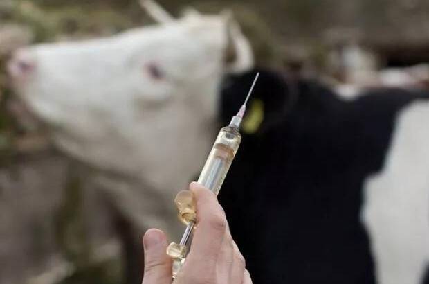 Falta de vacinas expõe risco sanitário e revolta pecuaristas em Mato Grosso
