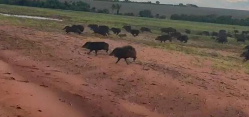Porcos selvagens causam estragos e prejuízos em lavouras de Mato Grosso