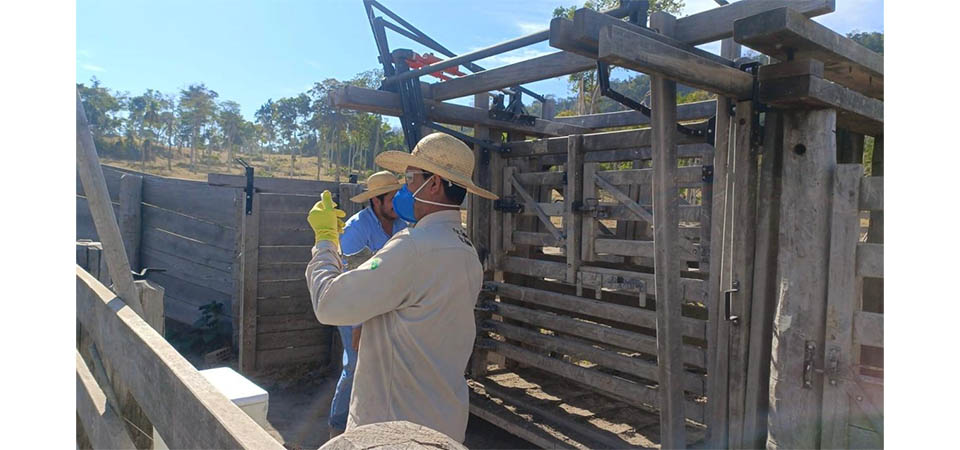 Vacinação obrigatória contra brucelose termina no dia 31 de julho