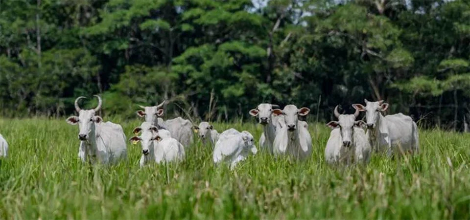 Abate de bovinos bate recorde em janeiro e cresce 5,45% em Mato Grosso