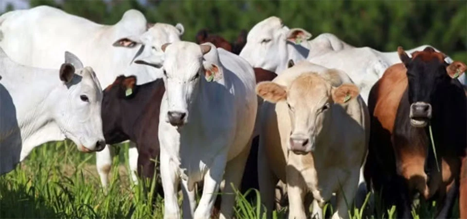 Abate de bovinos ultrapassa 10 milhões de cabeças pela primeira vez