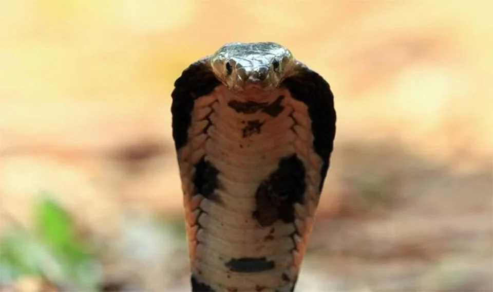Criança de 2 anos mata cobra venenosa após mordê-la na cabeça