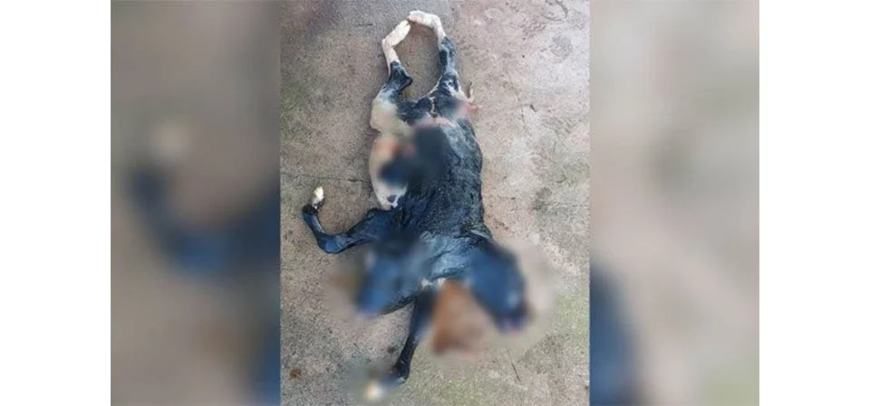 Bezerra nasce com 2 cabeças e rabo bipartido