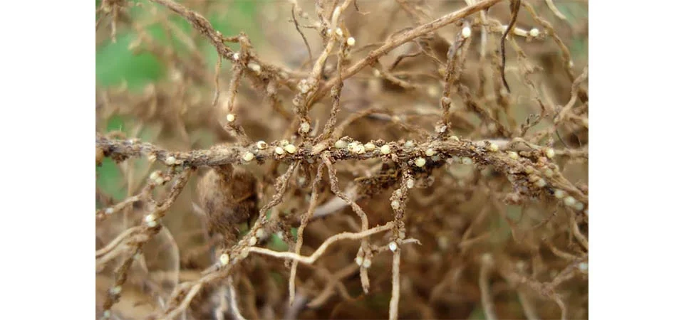 Nematoide do cisto pode causar até R$ 16 bilhões em perdas na soja e exige manejo integrado