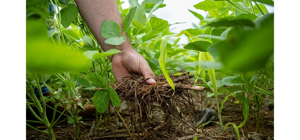 Soja impulsiona a economia de Mato Grosso e fortalece o desenvolvimento regional