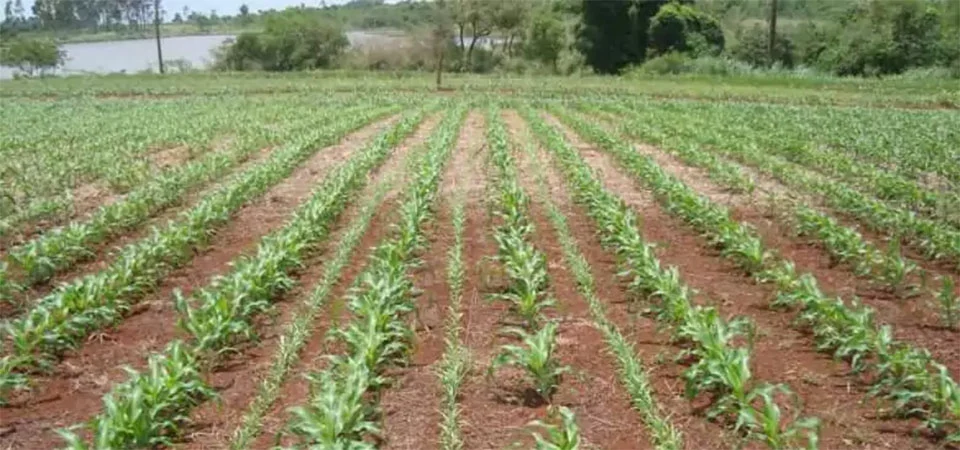 Na safrinha, é hora de proteger o solo: estratégia essencial para a produtividade