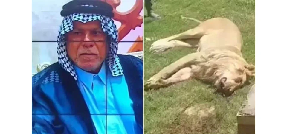 Homem é morto por leão que ele tentava domesticar no jardim de casa