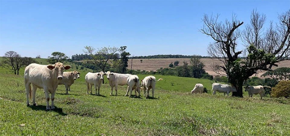 Estudo aponta estratégias para aumentar a produtividade da pecuária sem abrir novas áreas