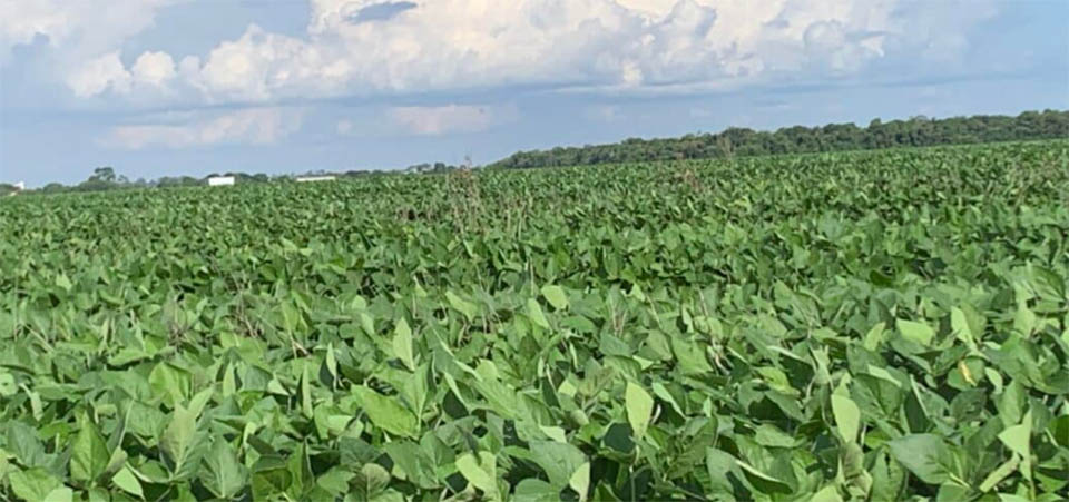 Soja bate recorde e Nortão lidera lavouras classificadas como excelentes, segundo Imea