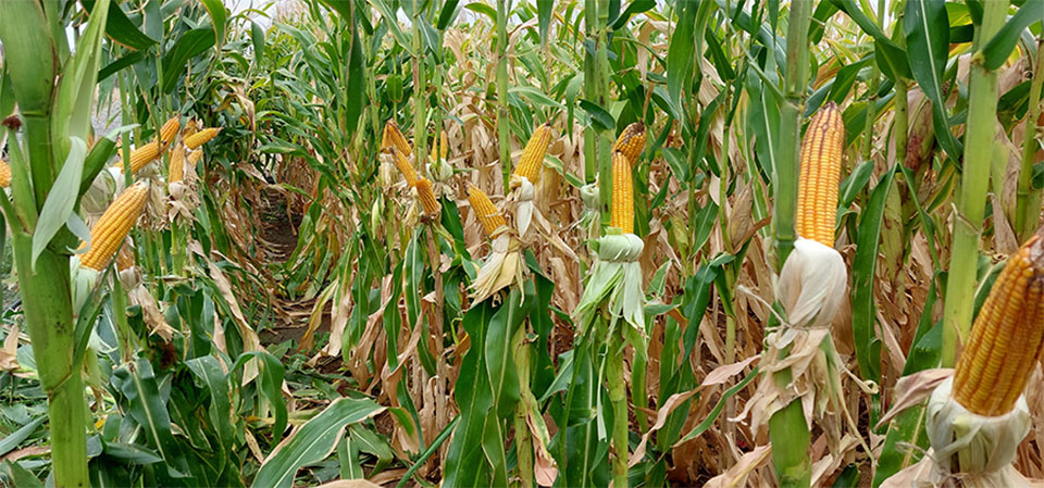 Embrapa amplia portfólio de baixo carbono e lança programas para milho e sorgo