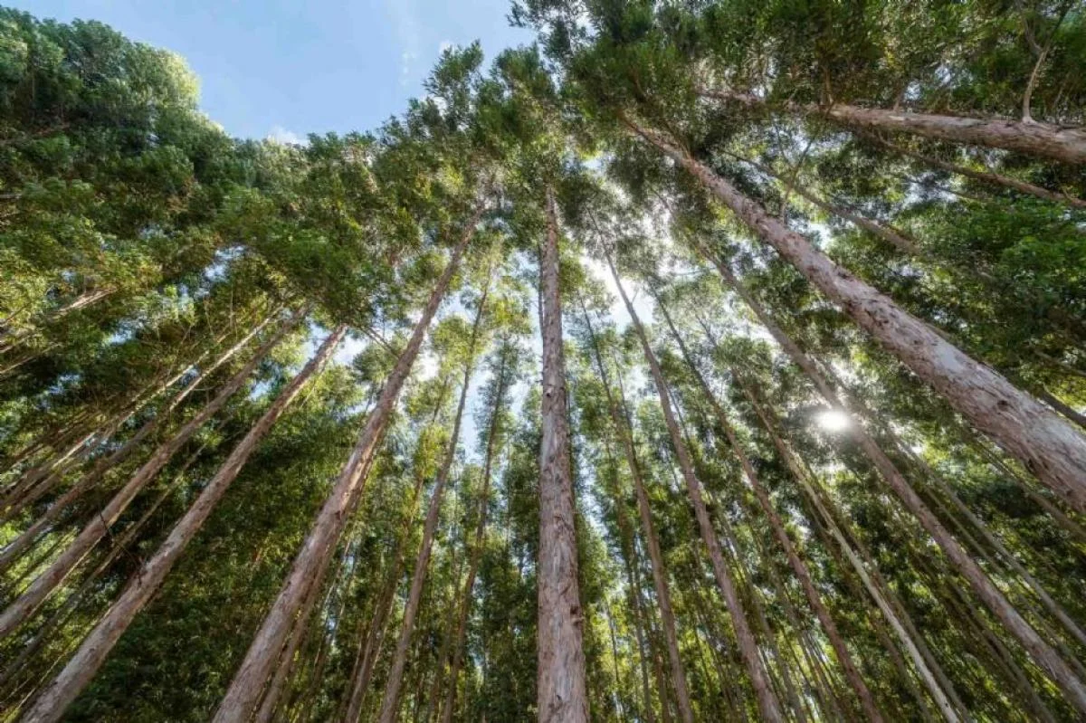 Mato Grosso já vive apagão de biomassa sustentável