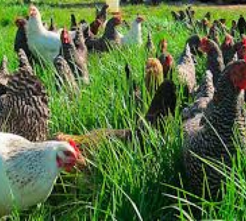 Criar galinha pode ser um bom negócio para os agricultores familiares