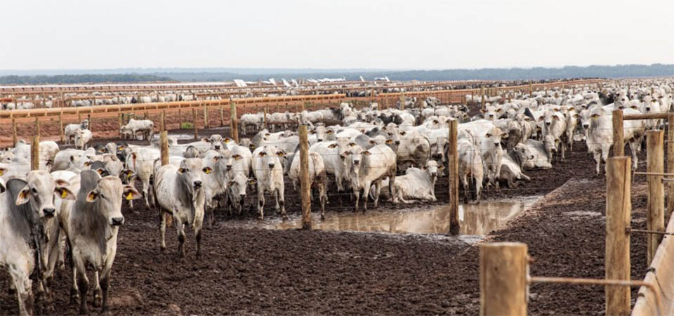MT é o 1º Estado a apresentar projeto para redução de emissão de gases de efeito estufa pela agropecuária