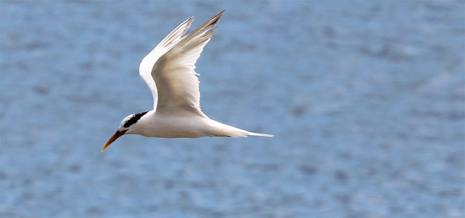 MT declara estado de emergência zoossanitária para ações preventivas de combate à gripe H5N1