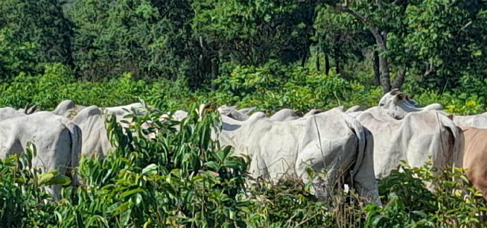 PM recupera 80 cabeças de gado roubados de fazendas