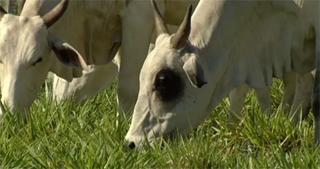 Neto é suspeito de furtar gado do avô em Mato Grosso