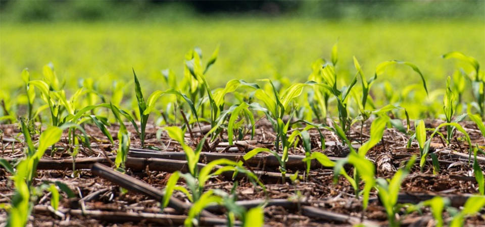 Produtores criticam decreto ambiental e cobram ações preventivas do Governo Federal
