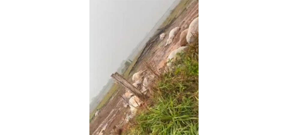 Novilhas morrem após serem atingidas por raio em fazenda