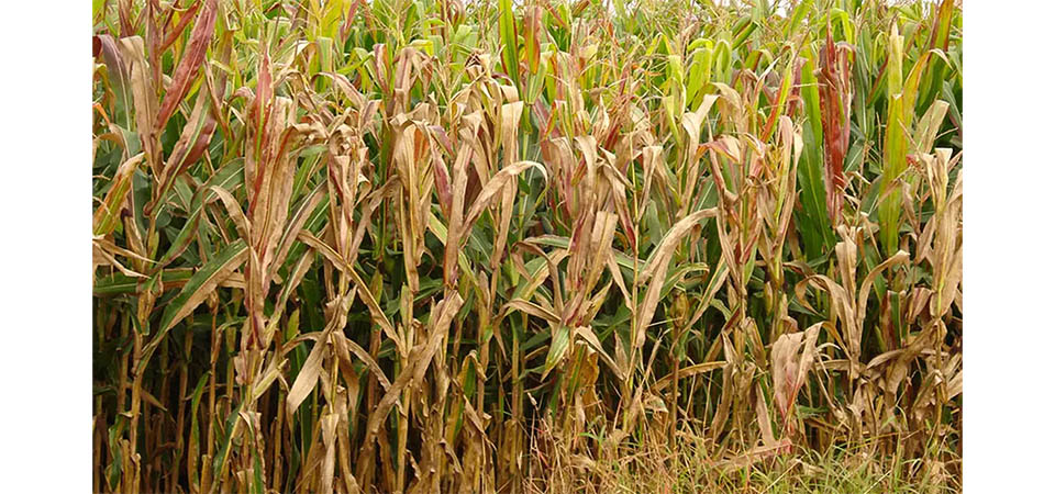 Praga do milho provoca prejuízo de R$ 33,6 bilhões por ano