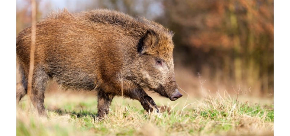 Ibama suspende novas licenças para controle de javalis no Brasil e autoridades do agro se pronunciam contra medida