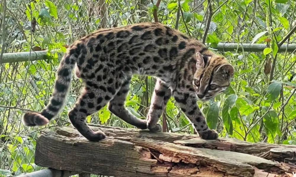 Conheça a nova espécie de felino identificada em florestas da Bolívia