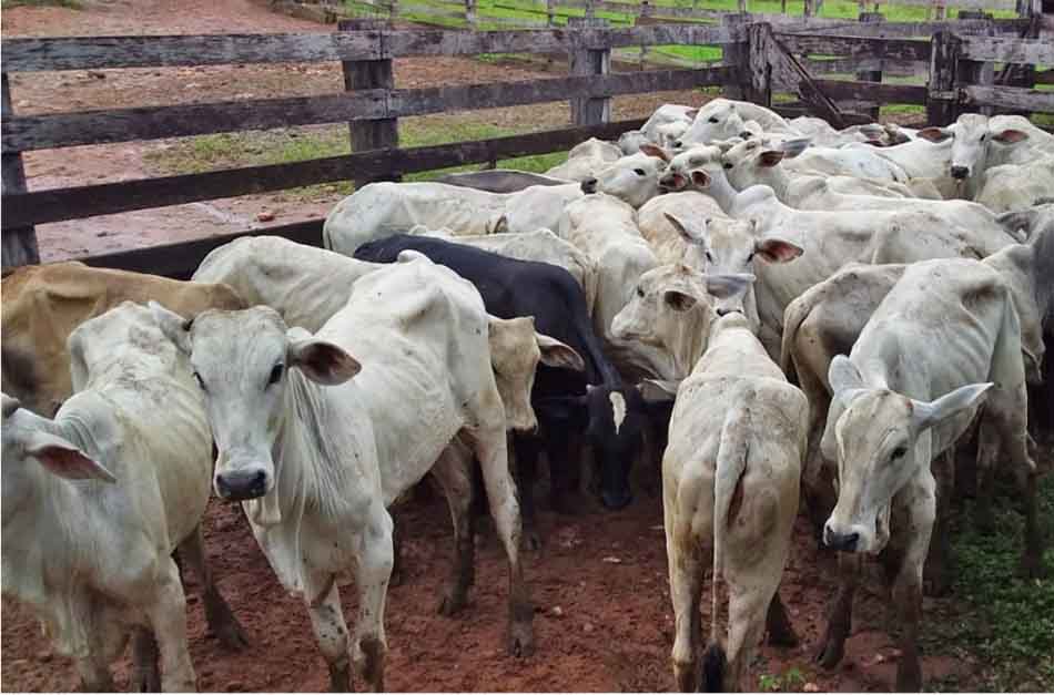 Polícia Civil recupera 90 cabeças de gado que foram furtadas em dezembro