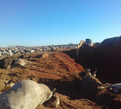 Botulismo pode ter sido a causa da morte de mais de mil cabeças de gado em Água Clara