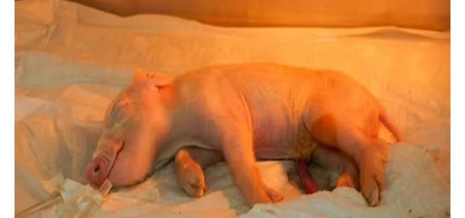 Brasil cria 1º porco clonado para transplante de órgãos humanos