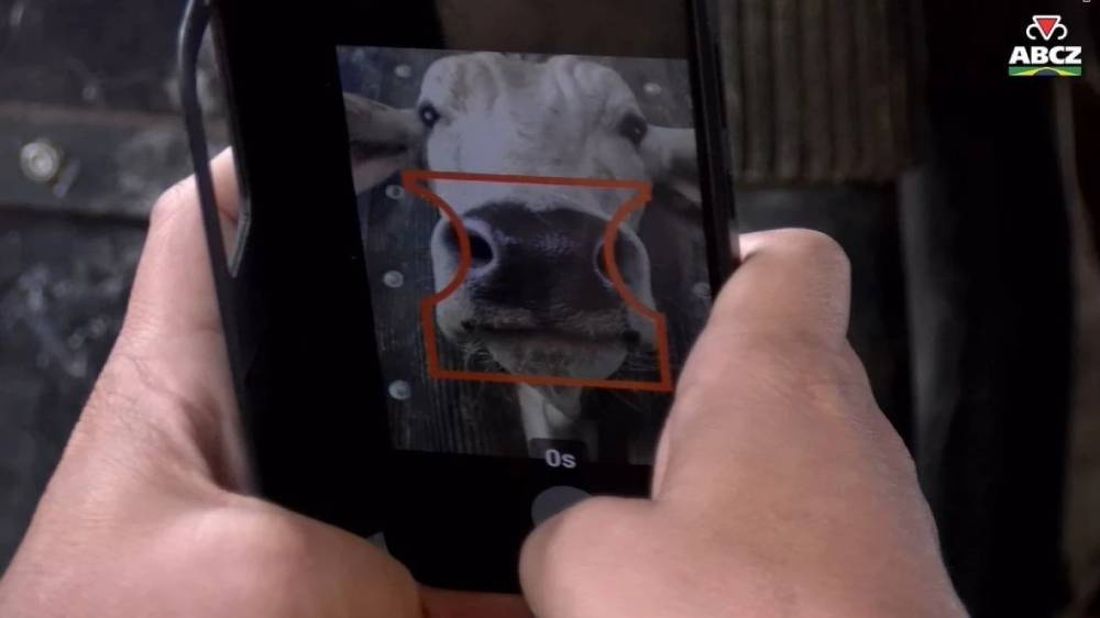 Biometria do focinho pode revolucionar a identificação individual de bovinos no Brasil