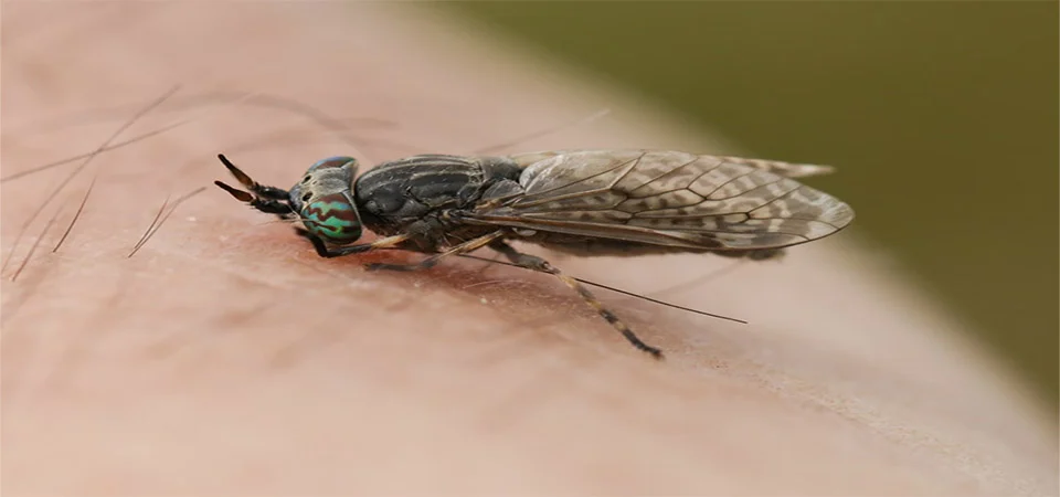 EUA confirmam 1° caso de mosca-bicheira em humano; médicos explicam