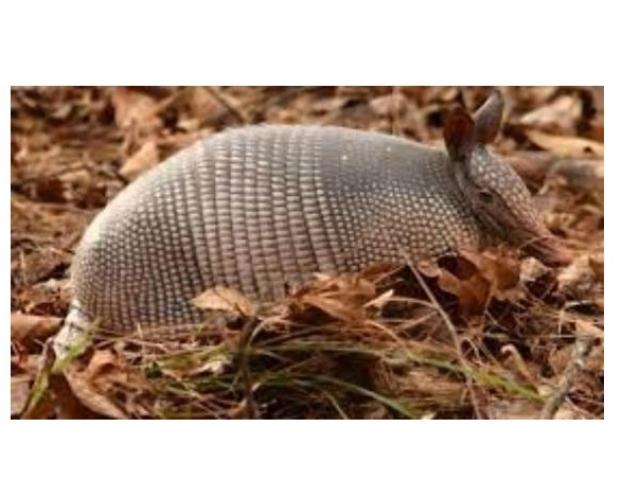 Entenda o que é a Doença do Tatu, que causou morte de jovem