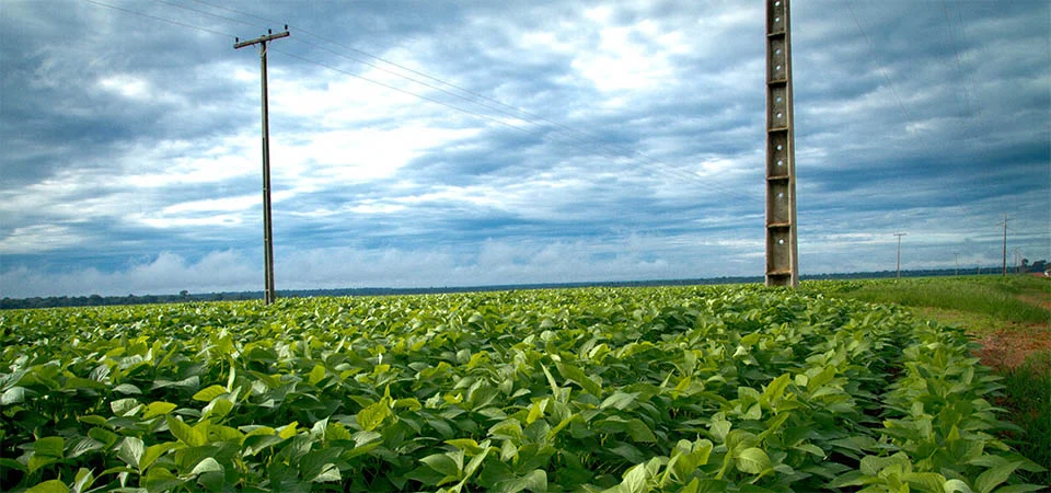 Aprosoja MT participa de audiência sobre concessão da Energisa e reforça cobrança por melhorias no campo