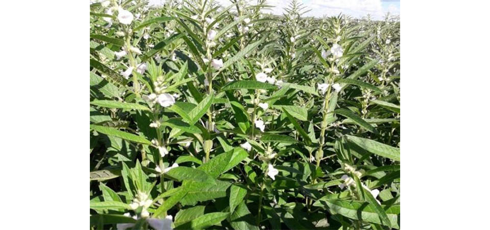 Produção de gergelim deve aumentar 105,8% em Mato Grosso