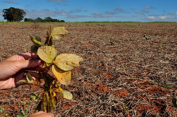 Vazio sanitário da soja começou nesta segunda-feira (8) em Mato Grosso