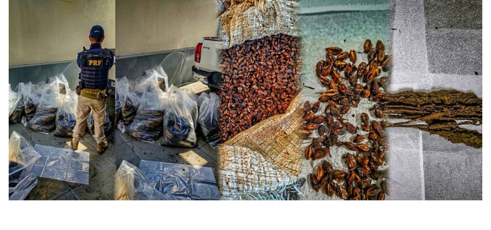 PRF apreende 540 kg de mudas e sementes de origem da cocaína