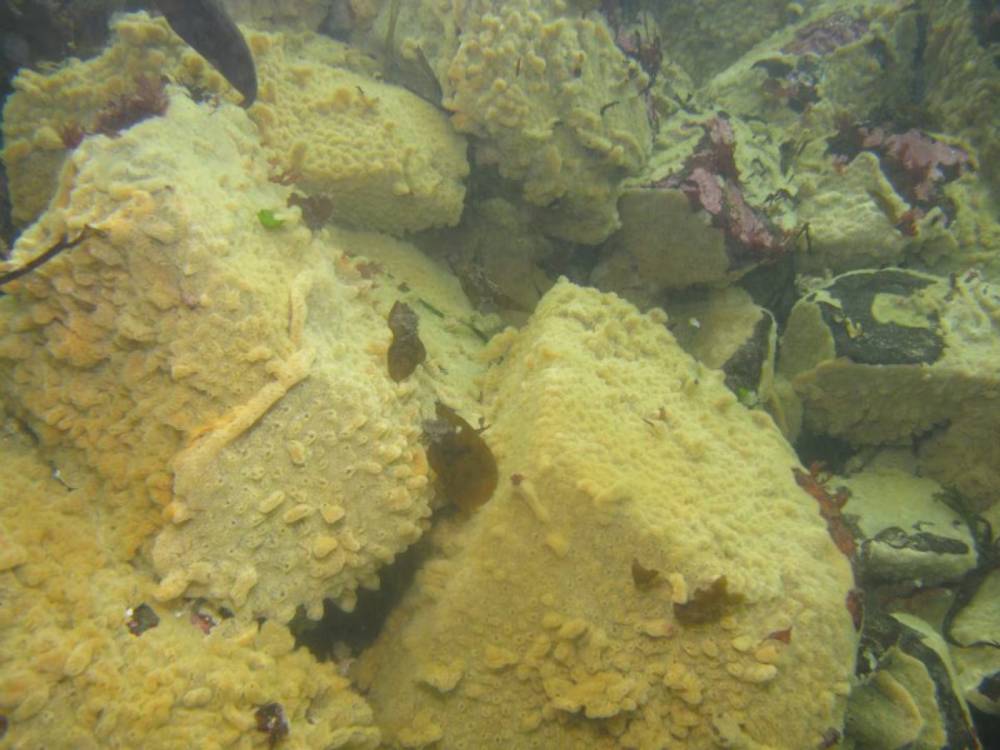 O que é ‘vômito do mar’, ameaça à natureza que foi localizada por uma cadela com faro especial