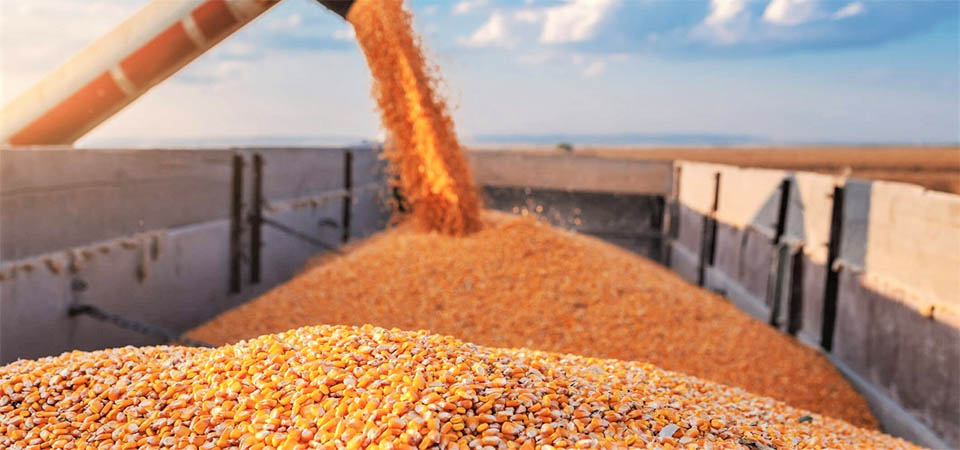 Imea projeta aumento na colheita da segunda safra do milho em MT